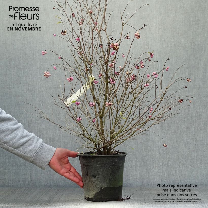 Esemplare di Symphoricarpos doorenbosii Magical Sweet - Sinforicarpo Vaso da 4L/5L come consegnato in autunno