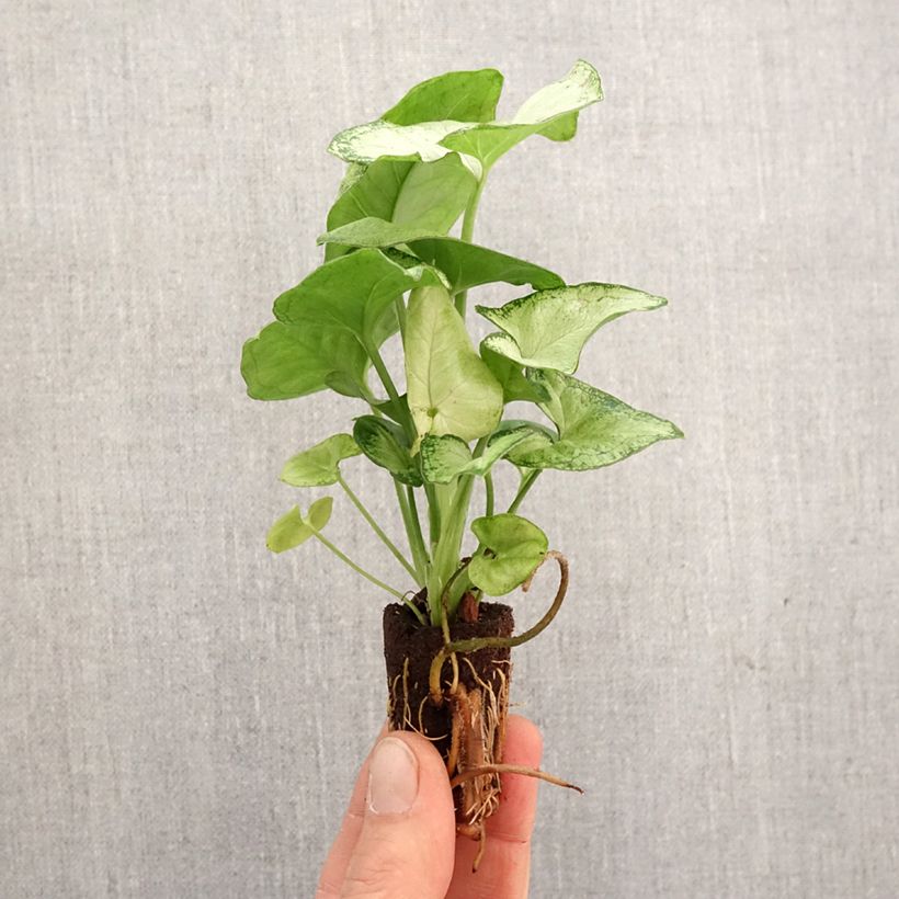 Syngonium Confetti - Mini-motte Ø 3/4 cm esemplare consegnato in primavera