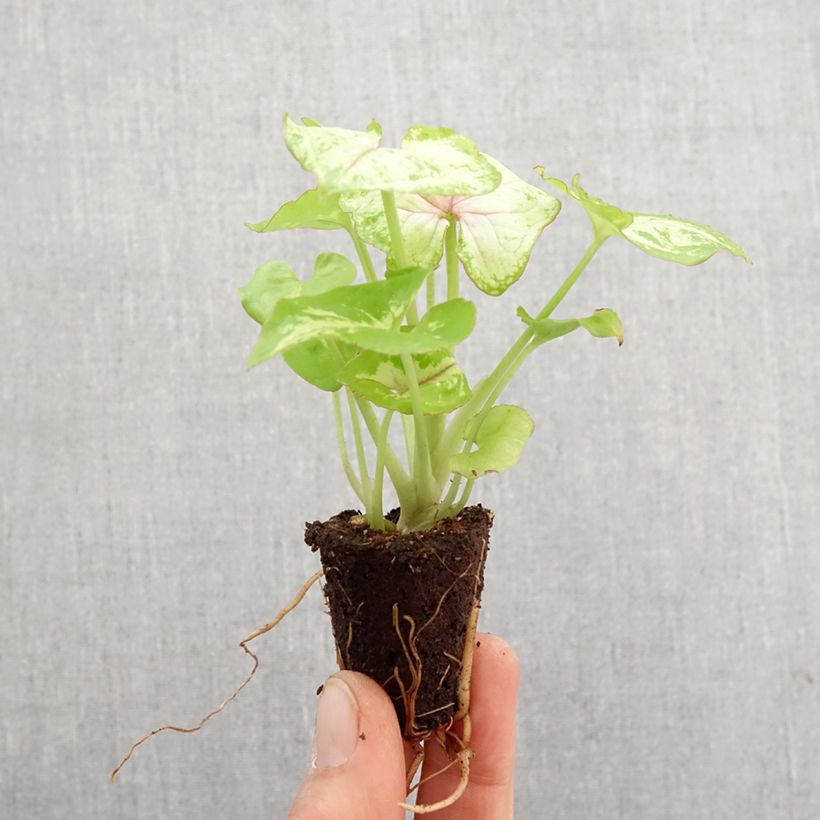 Syngonium Golden Allusion - Mini-motte Ø 3/4 cm esemplare consegnato in primavera