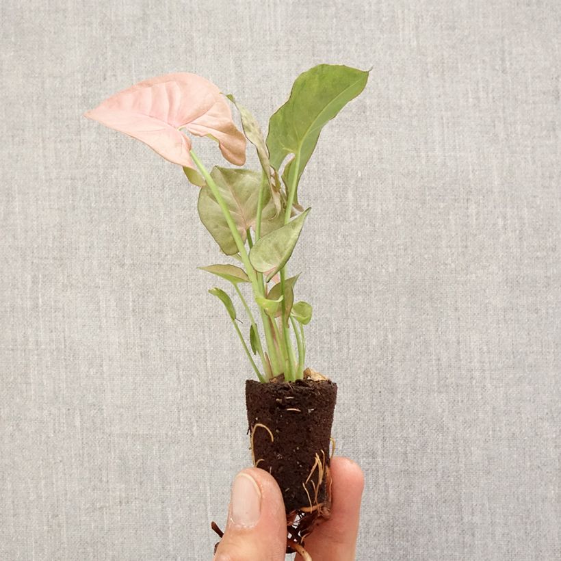 Syngonium Neon Robusta Mini-motte Ø 3/4 cm esemplare consegnato in primavera