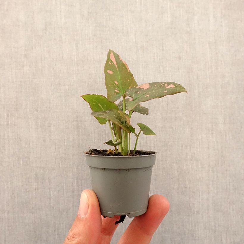 Syngonium Pink Splash - Motte 5 cm x 7 cm esemplare consegnato in primavera