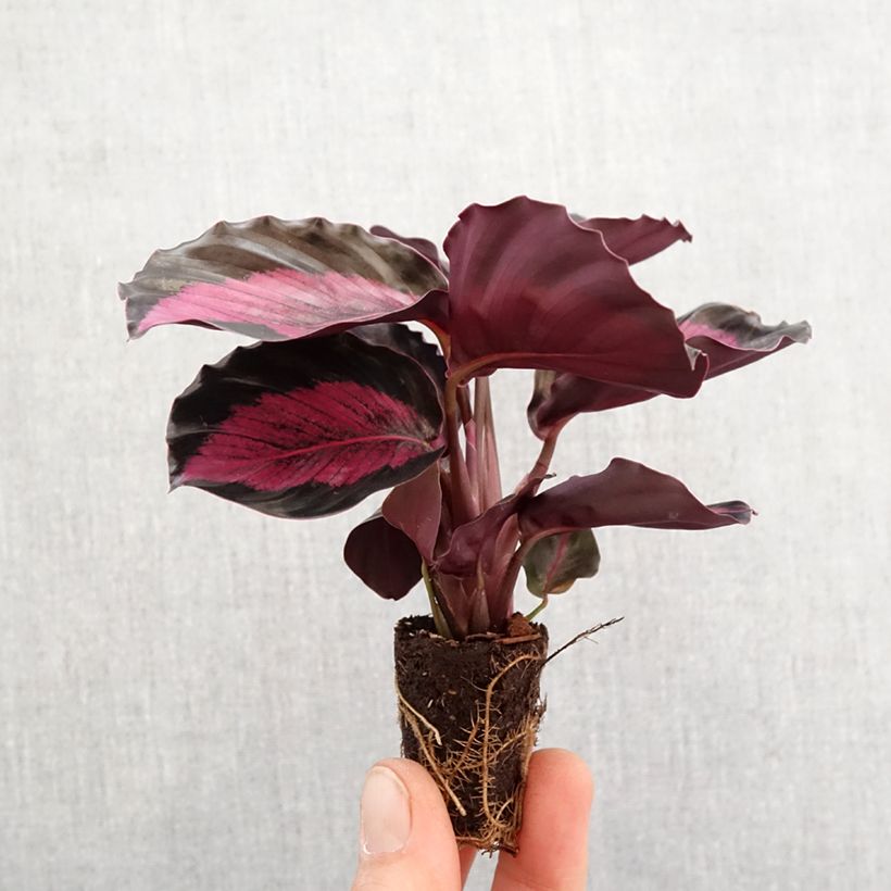 Syngonium Pink Splash - Motte 5 cm x 7 cm esemplare consegnato in primavera