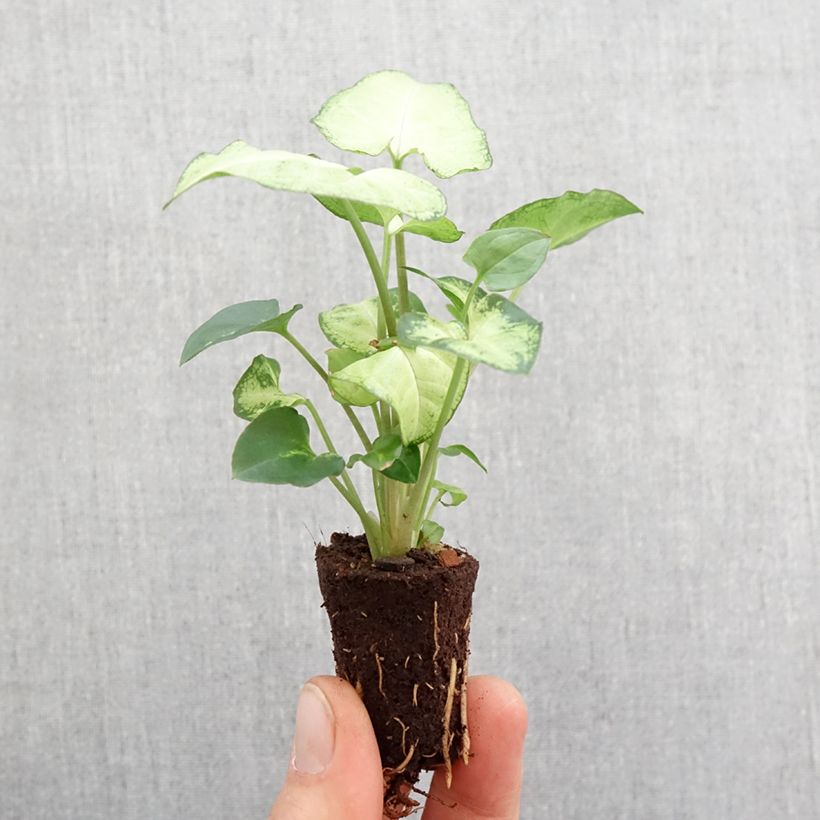 Syngonium Snow White - Patte d'oie Mini-motte Ø 3/4 cm esemplare consegnato in primavera