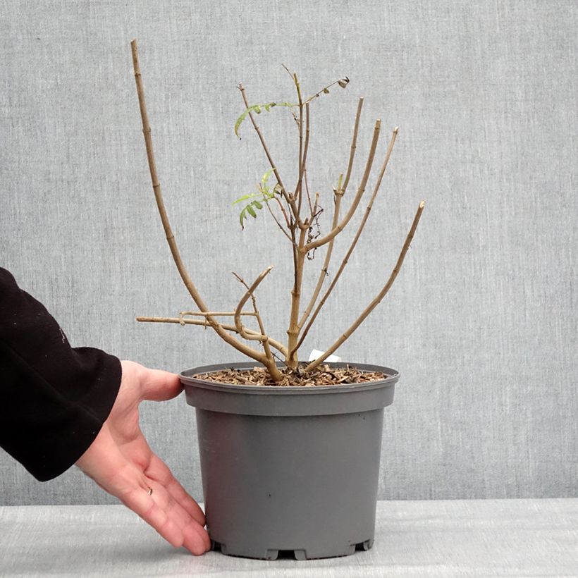 Tagetes lemmonii - Tagete arbustiva Vaso da 3L/4L esemplare consegnato in inverno