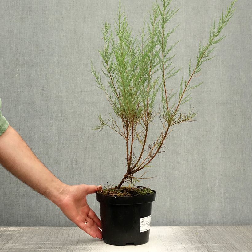 Esemplare di Tamarix ramosissima Rubra - Tamerice Vaso da 3L/4L consegnato in estate