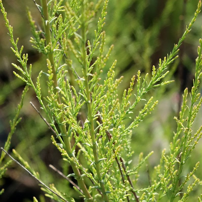 Tamarix ramosissima Rubra - Tamerice (Fogliame)