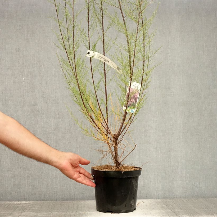 Esemplare di Tamarix parviflora - Tamerice a fiori piccoli Vaso da 3L/4L consegnato in estate