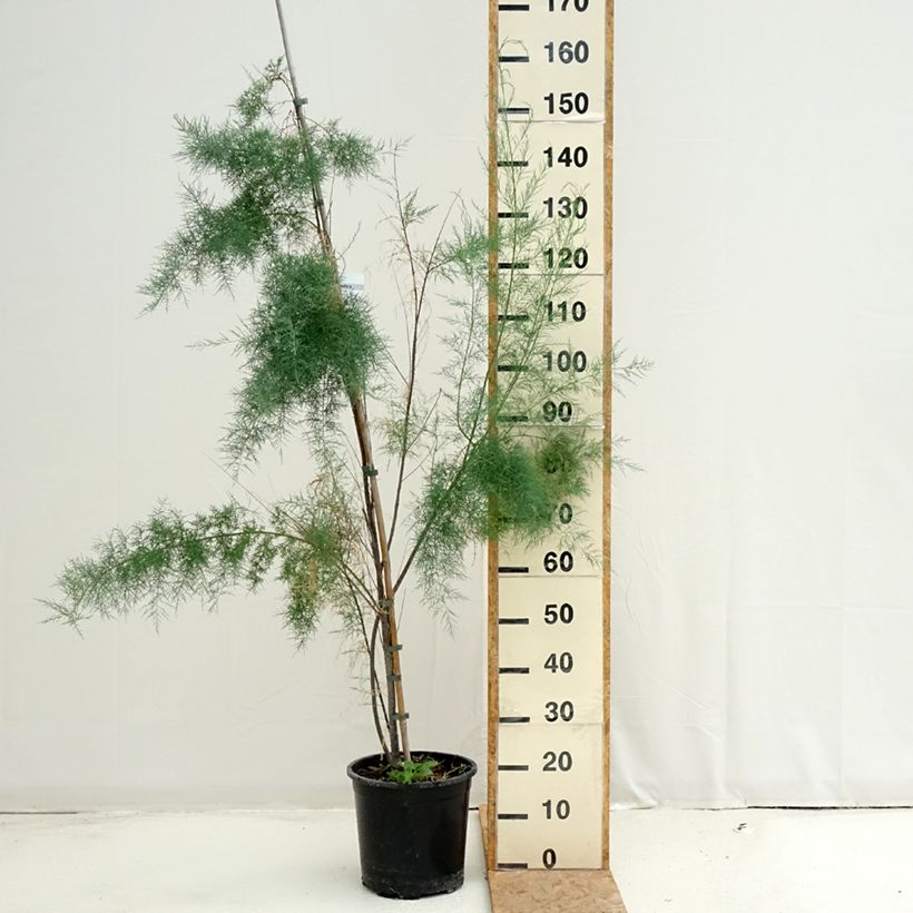 Esemplare di Tamarix ramosissima Pink Cascade - Tamerice Vaso da 7,5L/10L consegnato in estate
