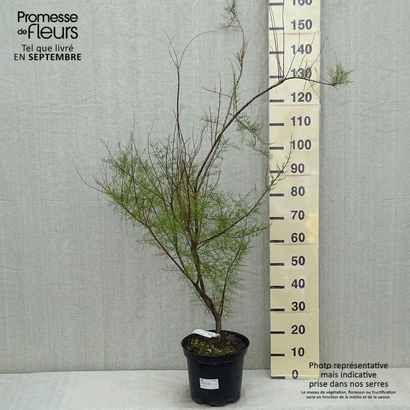 Esemplare di Tamarix tetrandra - Tamerice tetrandra Vaso da 4L/5L consegnato in estate