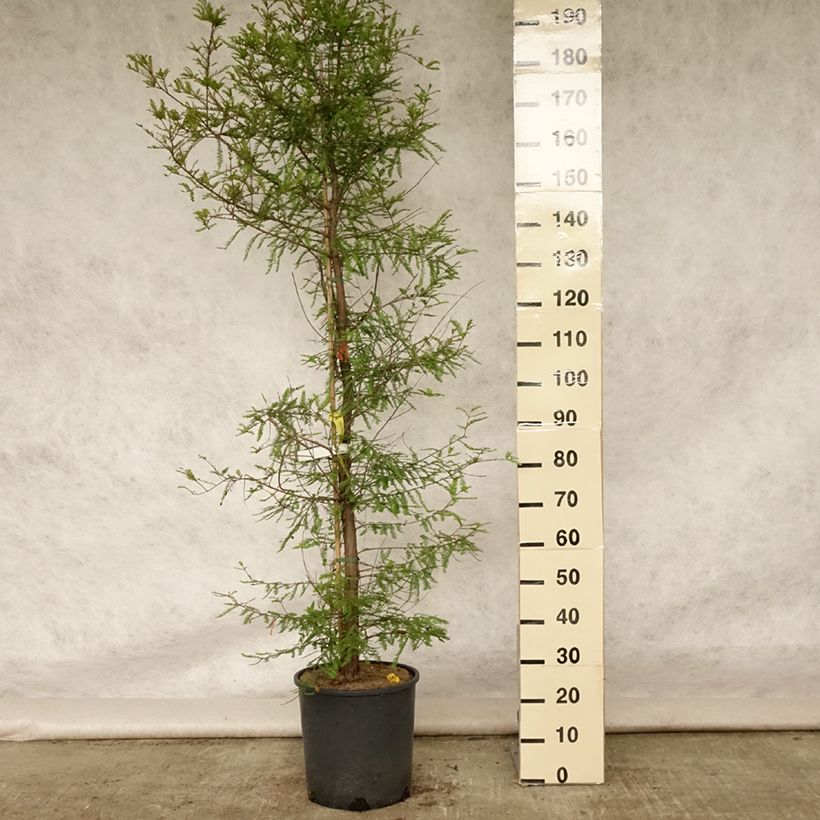 Esemplare di Taxodium distichum - Cipresso delle paludi Vaso da 12L/15L consegnato in estate
