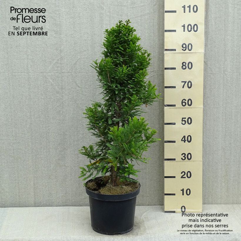 Esemplare di Taxodium distichum Pevé Minaret - Cipresso delle paludi Vaso da 6L/7L consegnato in estate