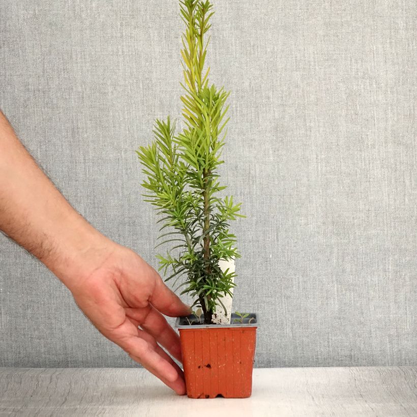 Esemplare di Taxus baccata Fastigiata Robusta - Tasso comune Vasetto da 8/9 cm consegnato in estate