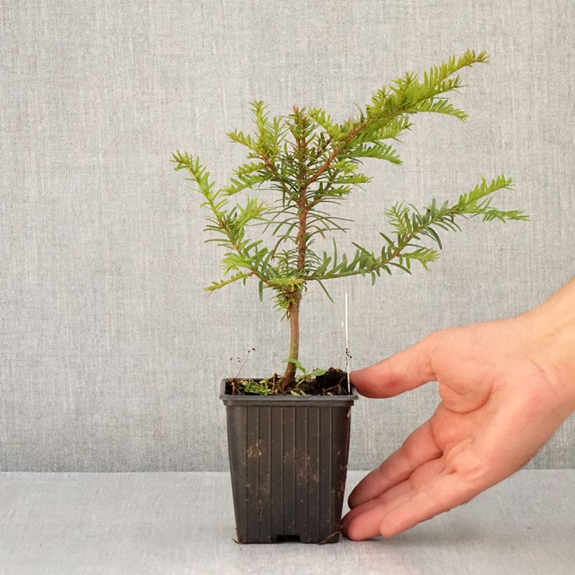 Esemplare di Taxus baccata - Tasso comune Vasetto da 8/9 cm consegnato in estate