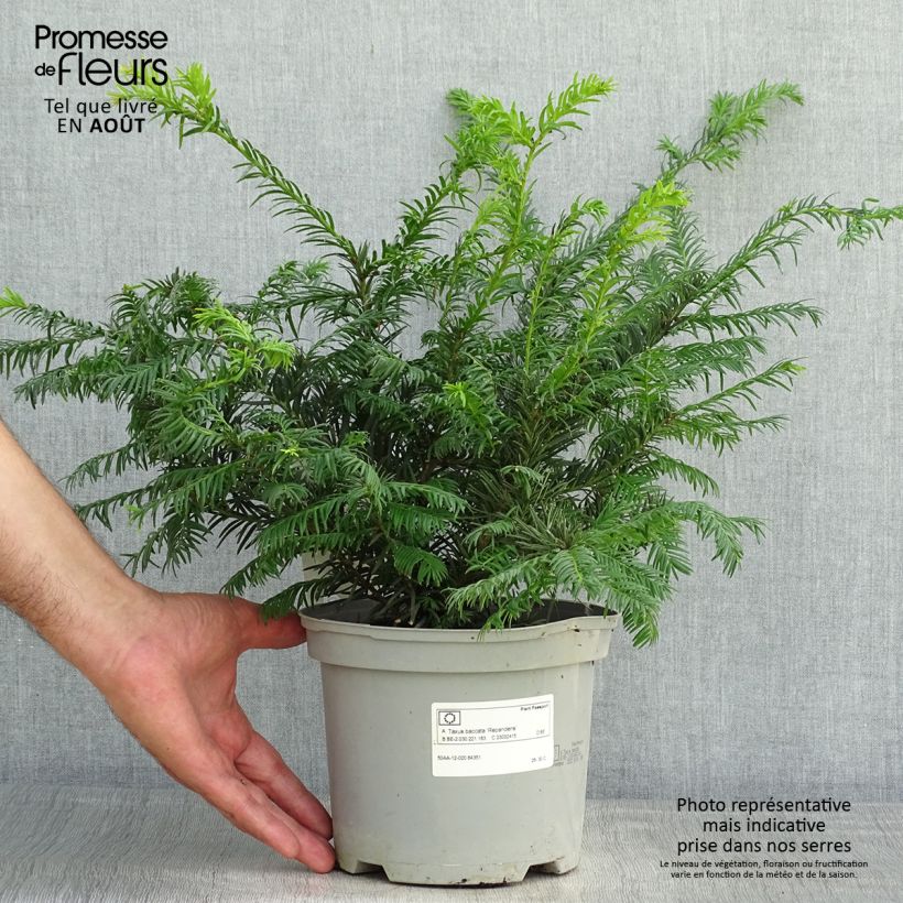 Esemplare di Taxus baccata Repandens - Tasso comune Vaso da 2L/3L consegnato in estate