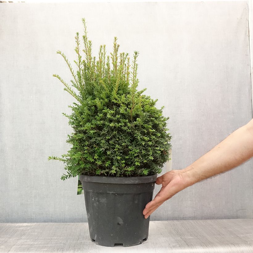 Esemplare di Taxus baccata - Tasso comune (palla) Vaso da 7,5L/10L consegnato in estate