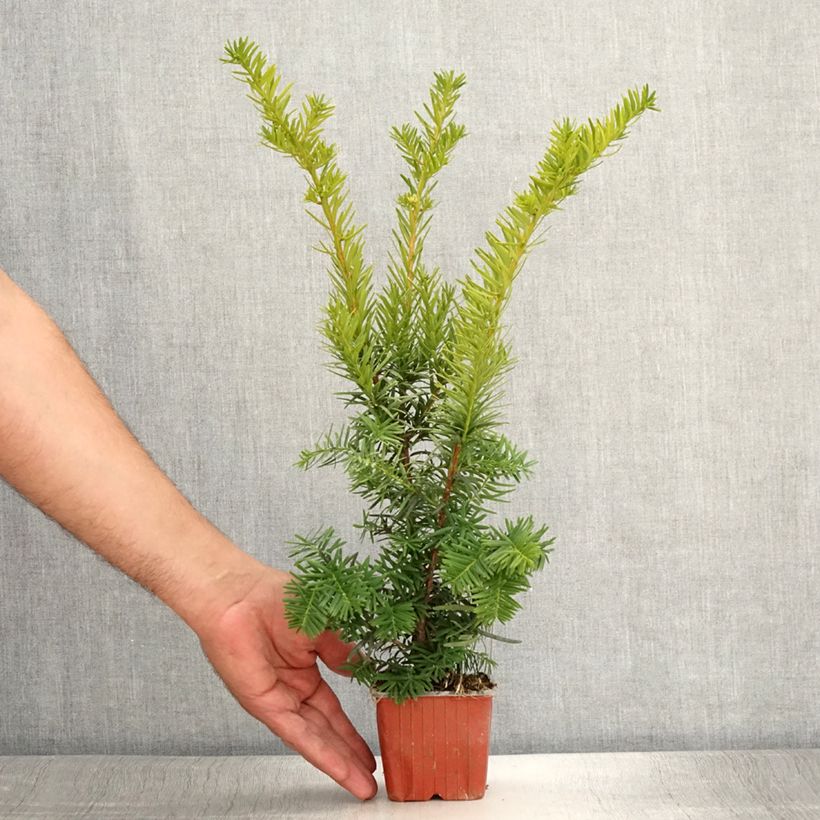 Esemplare di Taxus media Densiformis - Tasso Vasetto da 8/9 cm consegnato in estate