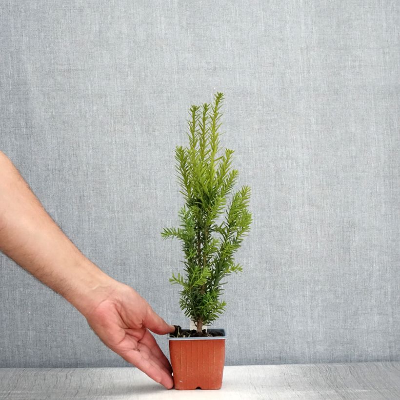 Esemplare di Taxus media Hillii - Tasso Vasetto da 8/9 cm consegnato in estate