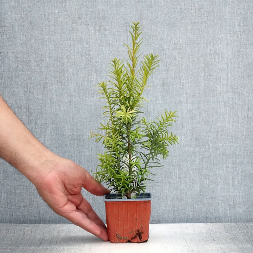 Esemplare di Taxus media Hicksii - Tasso Vasetto da 8/9 cm consegnato in estate