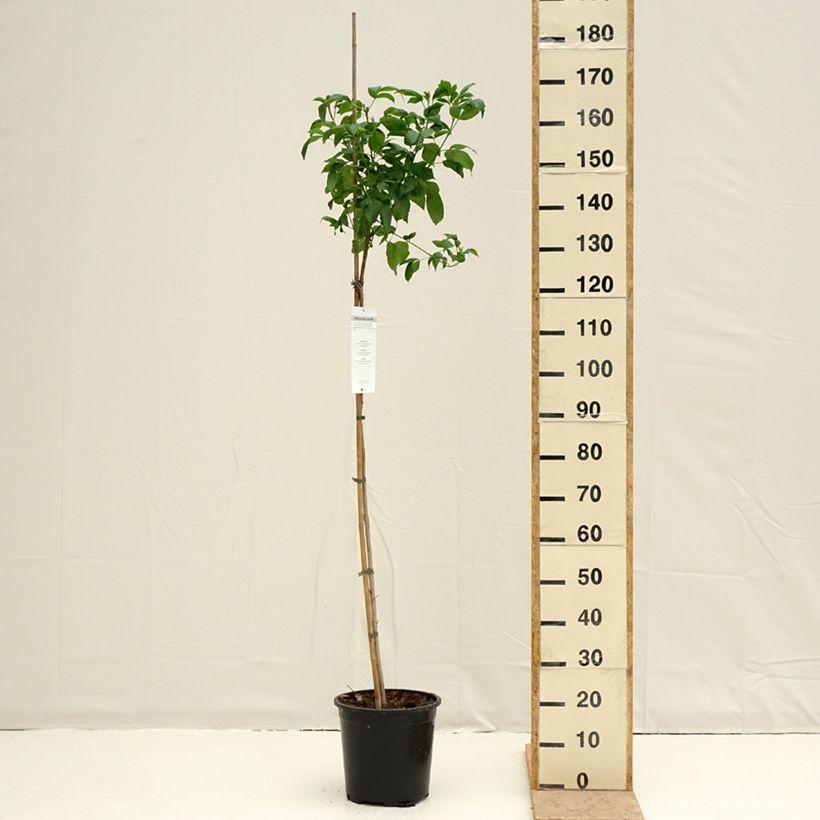 Tecoma stans - Bignognia eretta Vaso da 7,5L/10L esemplare consegnato in primavera