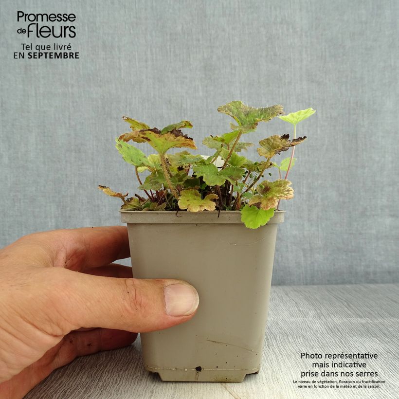 Esemplare di Tellima grandiflora Rubra Vasetto da 8/9 cm consegnato in estate