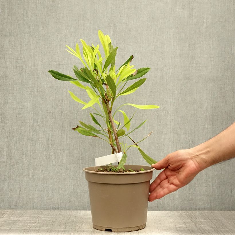 Esemplare di Telopea speciosissima White Vaso da 4L/5L consegnato in estate