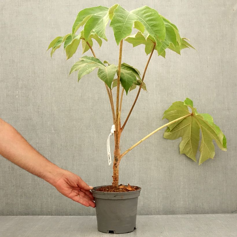 Esemplare di Tetrapanax papyrifera Rex Vaso da 3L/4L consegnato in estate
