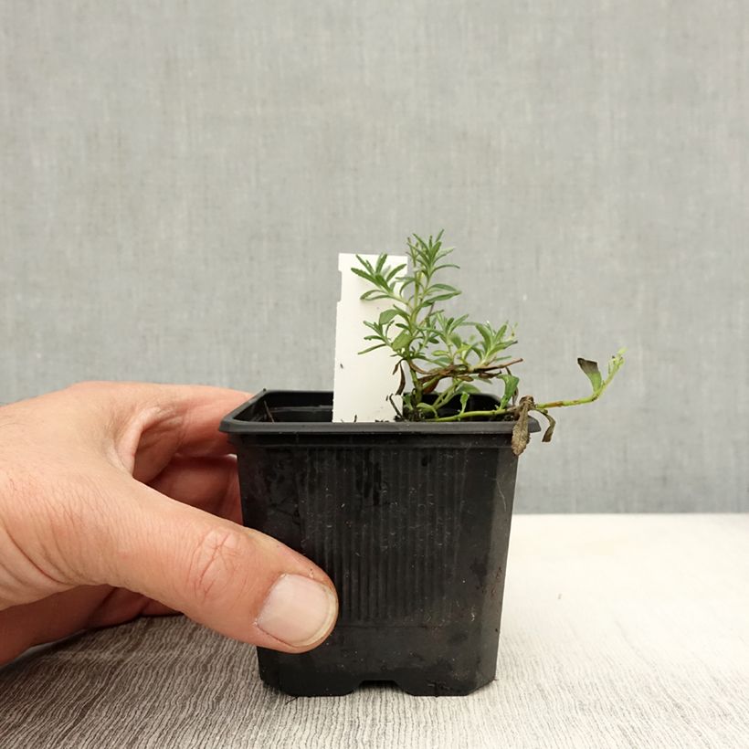 Esemplare di Teucrium ackermannii Vasetto da 8/9 cm come consegnato in autunno