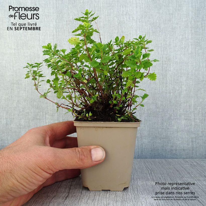 Esemplare di Teucrium chamaedrys Wild Form - Camedrio comune Vasetto da 8/9 cm consegnato in estate