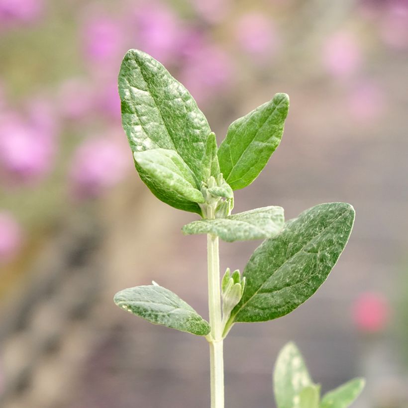 Teucrium fruticans Selection Erecta (Fogliame)