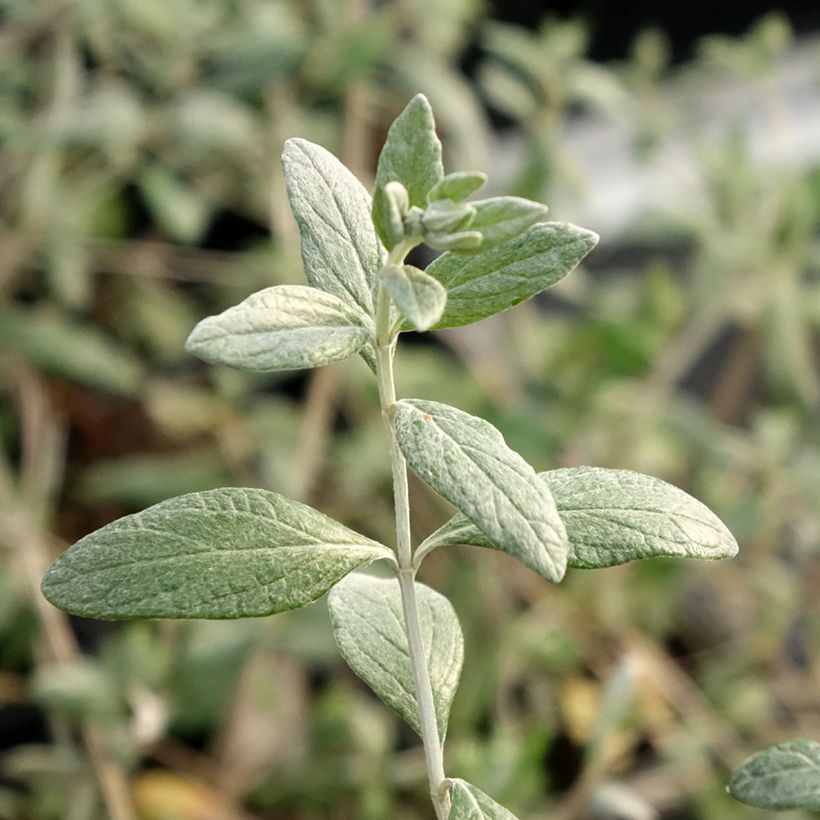 Teucrium fruticans Selection Erecta (Fogliame)