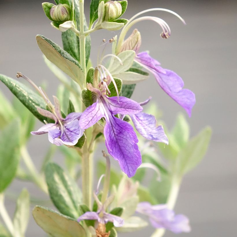 Teucrium fruticans Selection Erecta (Fioritura)