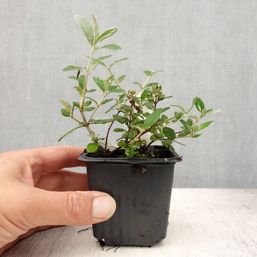 Esemplare di Teucrium fruticans Selection Erecta Vasetto da 8/9 cm consegnato in estate