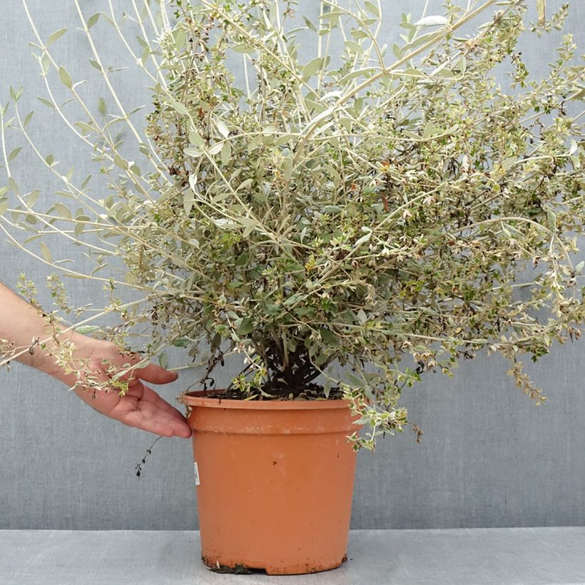 Esemplare di Teucrium fruticans Selection Erecta Vaso da 7,5L/10L consegnato in estate