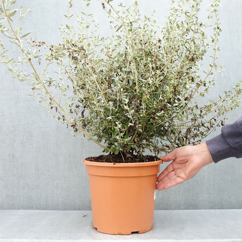Teucrium fruticans Selection Erecta - Germandrée arbustive Pot de 7.5L/10L esemplare consegnato in primavera