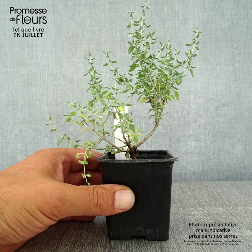Esemplare di Teucrium marum - Camedrio maro Vasetto da 8/9 cm consegnato in estate