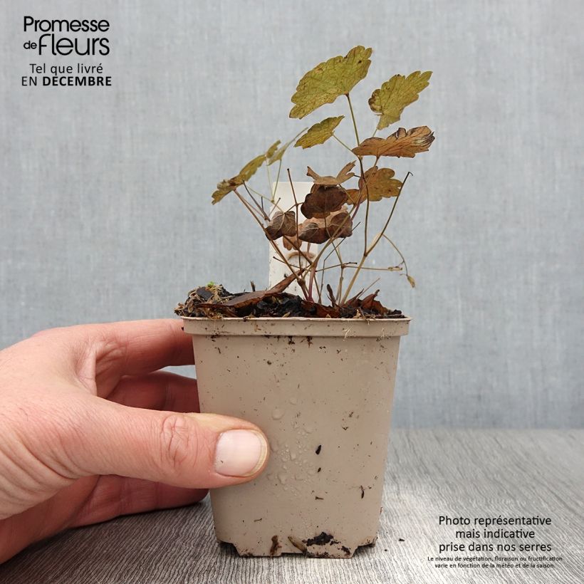 Esemplare di Thalictrum actaeifolium Perfume Star - Pigamo Vasetto da 8/9 cm come consegnato in autunno
