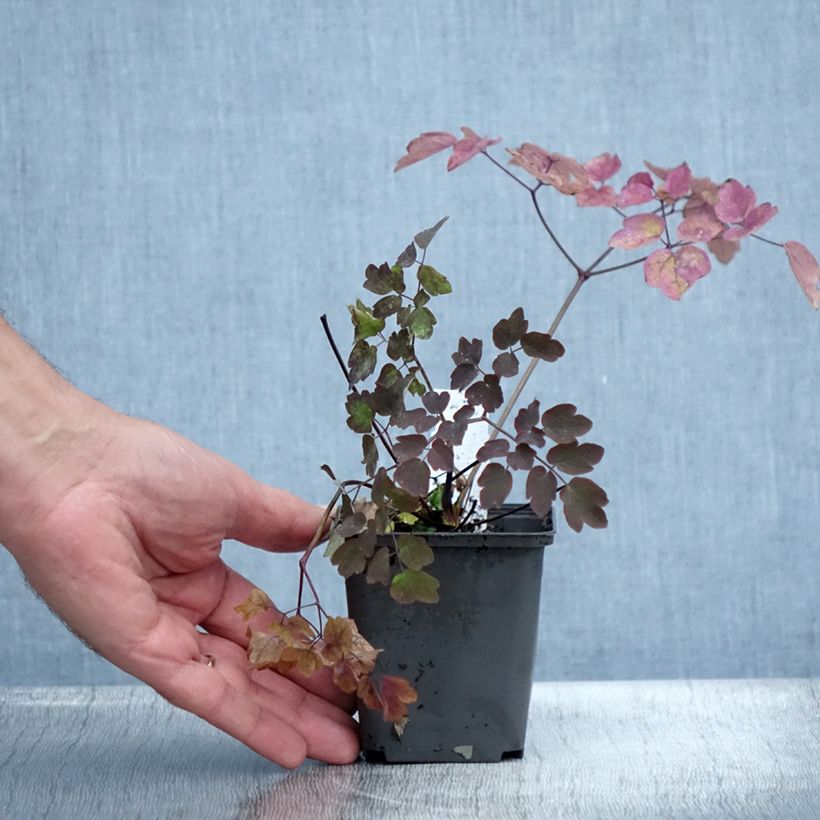 Esemplare di Thalictrum Anne - Pigamo Vasetto da 8/9 cm consegnato in estate