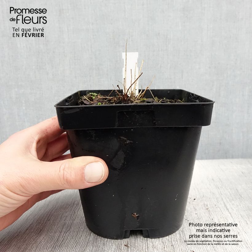 Thalictrum delavayi Album - Pigamo Vaso da 2L/3L esemplare consegnato in inverno