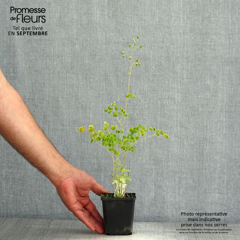 Esemplare di Thalictrum delavayi Album - Pigamo Vasetto da 8/9 cm consegnato in estate