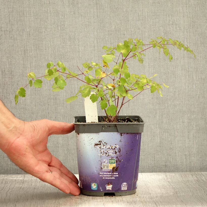 Esemplare di Thalictrum delavayi - Pigamo Vaso da 2L/3L come consegnato in autunno