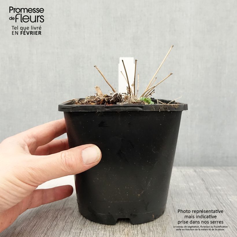 Thalictrum delavayi - Pigamo Vaso da 2L/3L esemplare consegnato in inverno