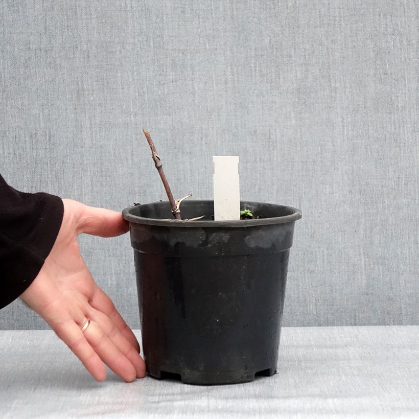 Thalictrum delavayi Hewitt's double - Pigamo Vaso da 2L/3L esemplare consegnato in inverno
