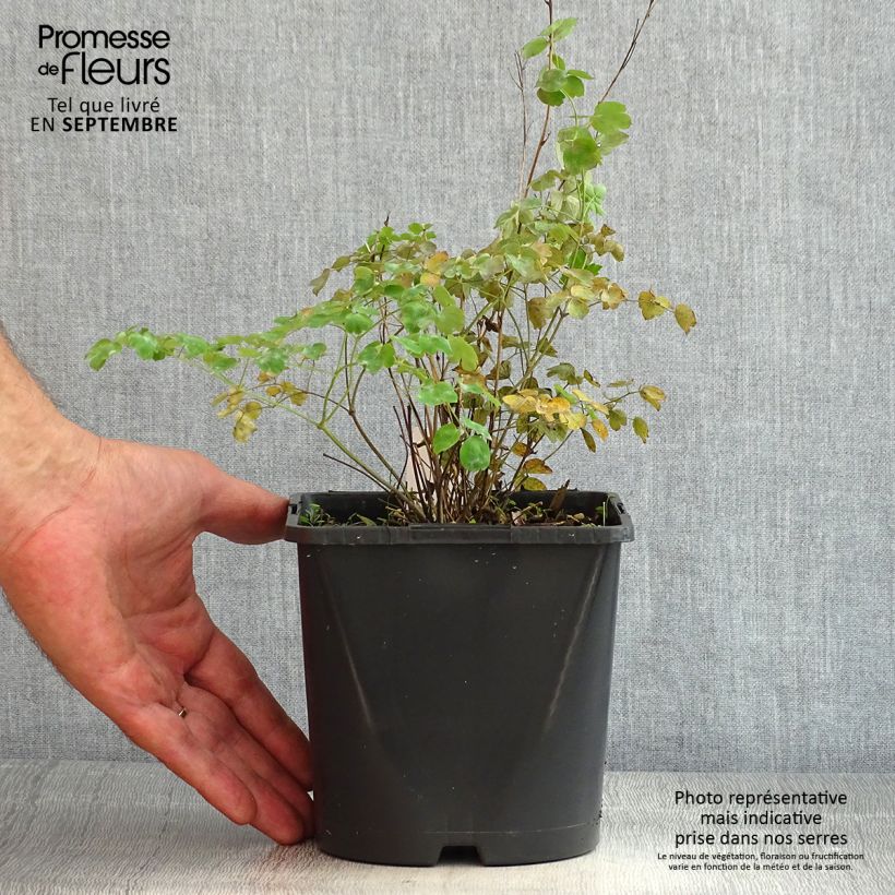 Esemplare di Thalictrum aquilegifolium Fairy Wings - Pigamo colombino Vaso da 2L/3L consegnato in estate