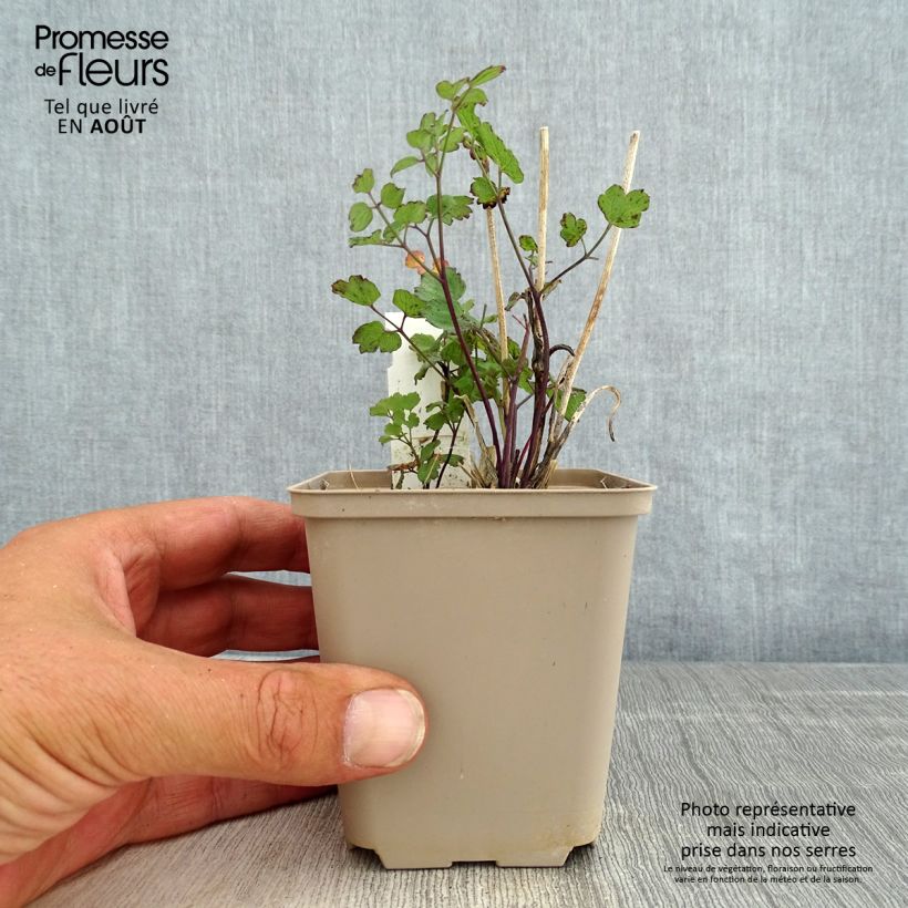Esemplare di Thalictrum flavum subsp.glaucum - Pigamo giallo Vasetto da 8/9 cm consegnato in estate