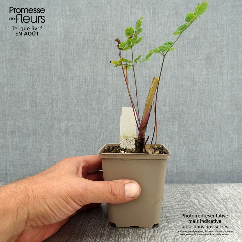 Esemplare di Thalictrum sphaerostachyum - Pigamo Vasetto da 8/9 cm consegnato in estate