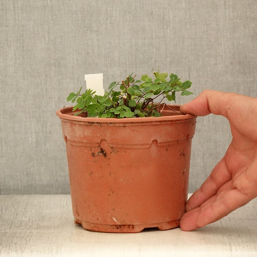 Esemplare di Thalictrum Yulia - Pigamo Vaso da 2L/3L consegnato in estate