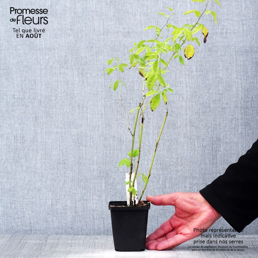 Esemplare di Thermopsis chinensis Vasetto da 8/9 cm consegnato in estate