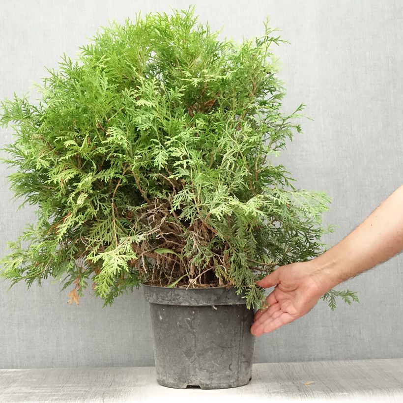 Esemplare di Thuja occidentalis Danica Aurea - Tuia occidentale Vaso da 7,5L/10L consegnato in estate
