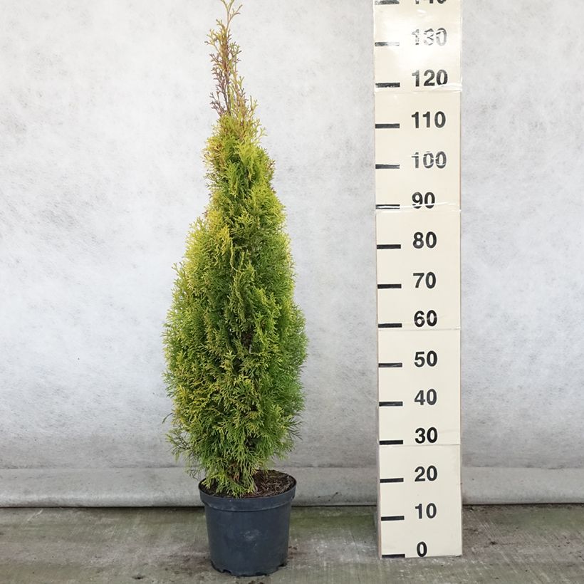 Esemplare di Thuja occidentalis Golden Smaragd - Tuia occidentale Vaso da 7,5L/10L consegnato in estate