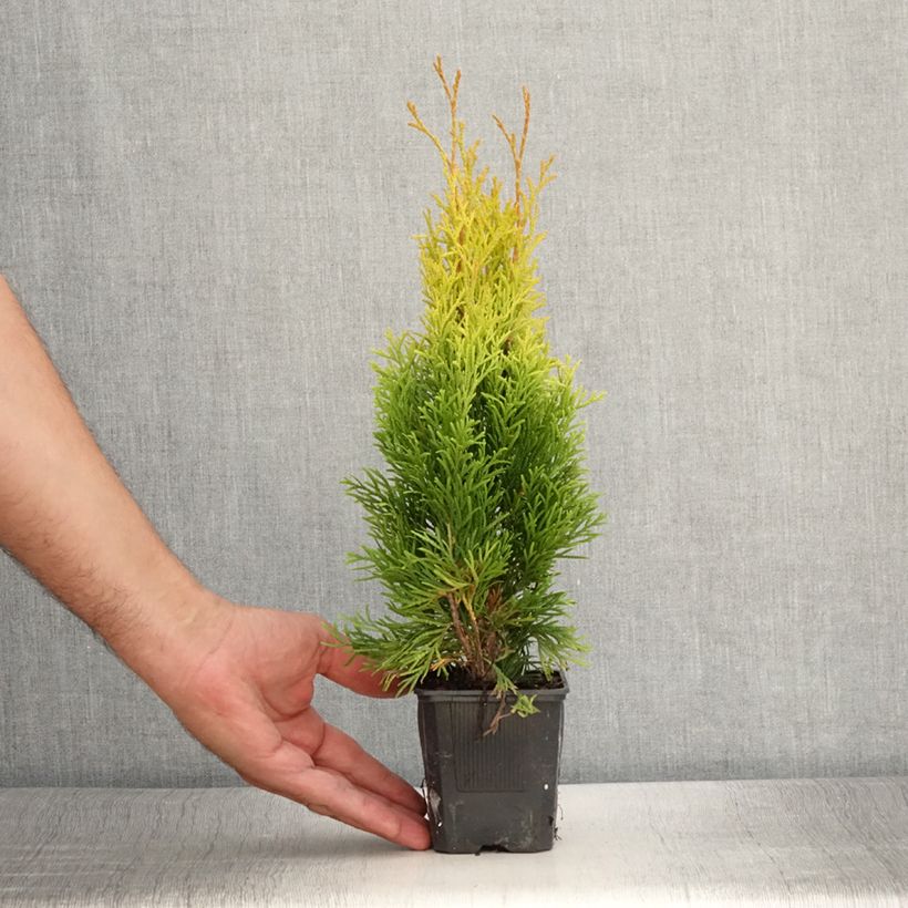Esemplare di Thuja occidentalis Golden Smaragd - Tuia occidentale Vasetto da 8/9 cm consegnato in estate